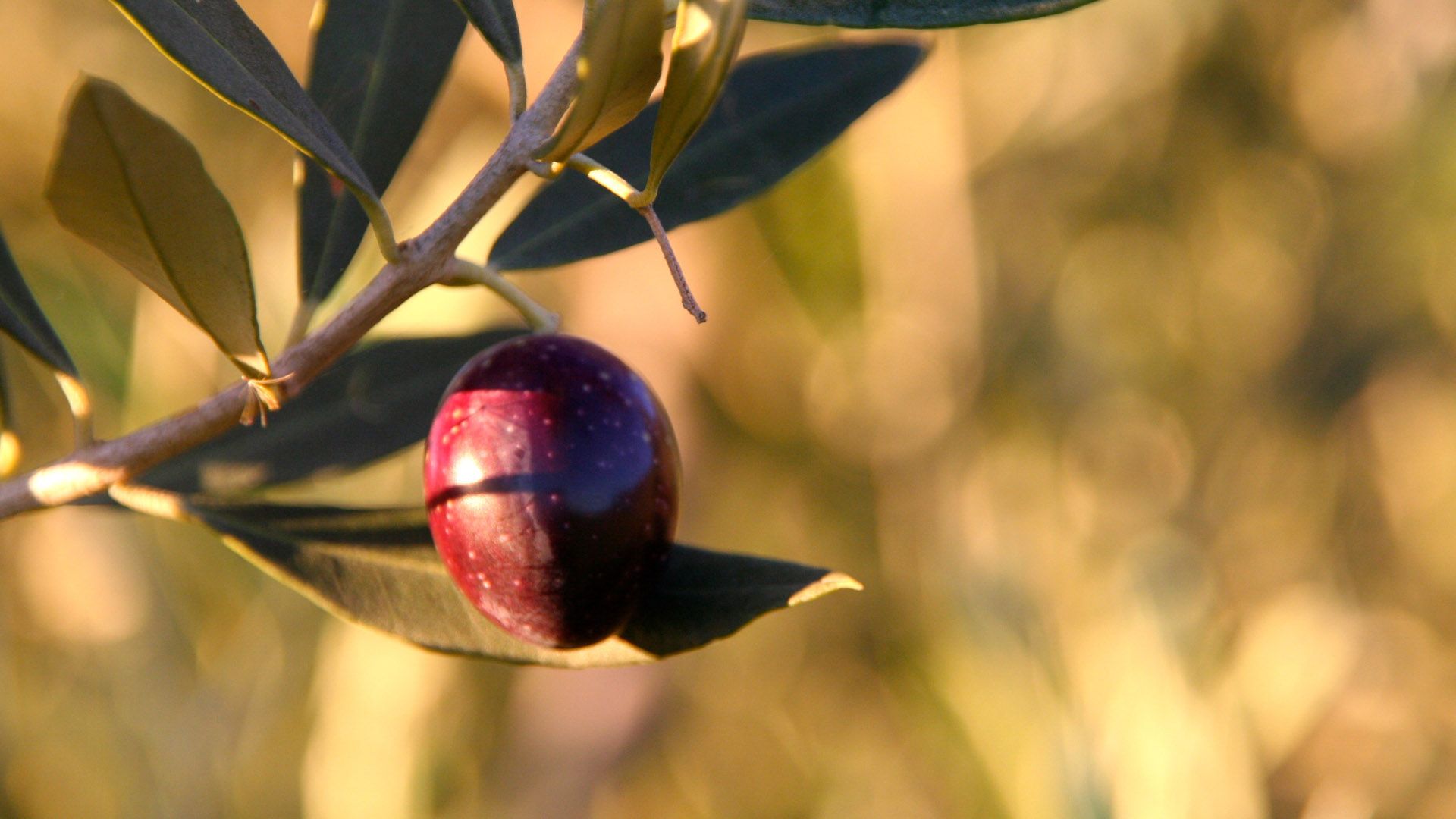 Organic Olive Oil Contacts Acushla